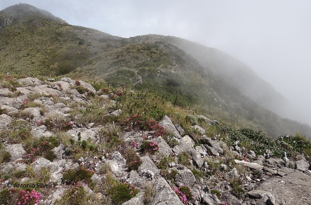 Campos de altitude – Wikipédia, a enciclopédia livre